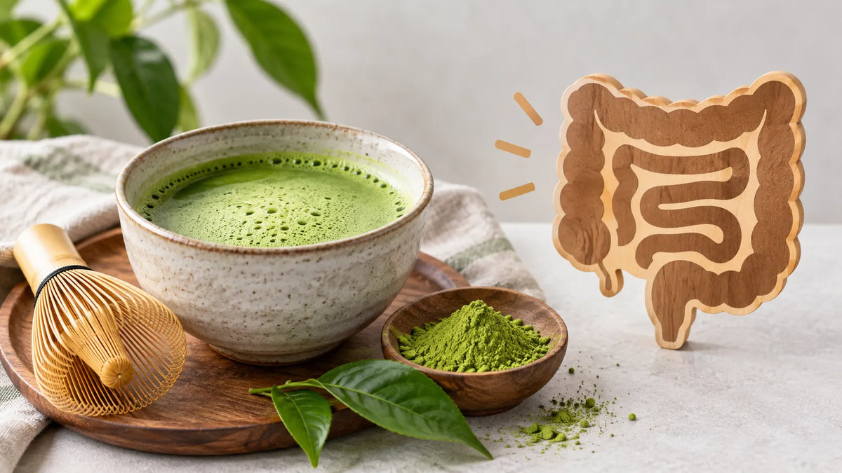 Matcha for Gut Health What the Science Says (2026)