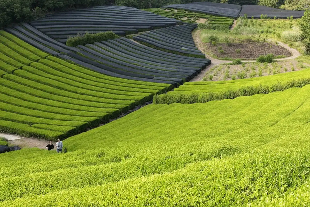 Winding path through terraced tea fields in a lush green landscape